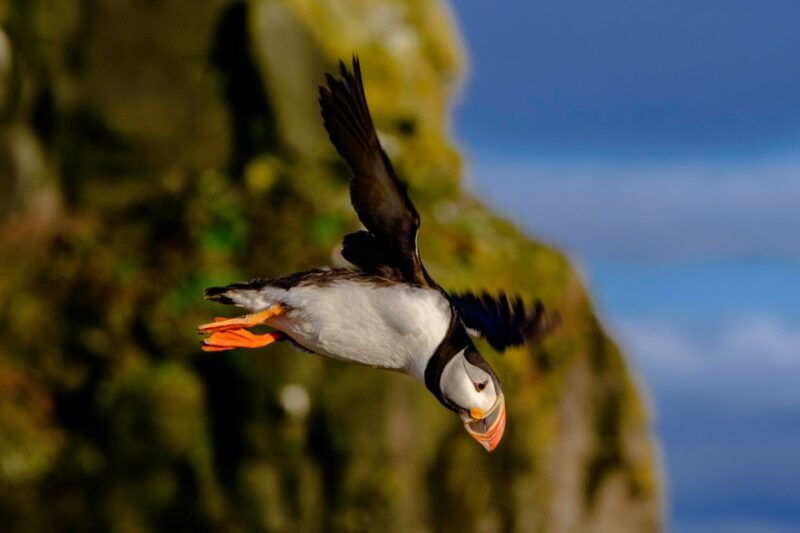 reykjavik-premium-whale-watching-with-flexible-ticket