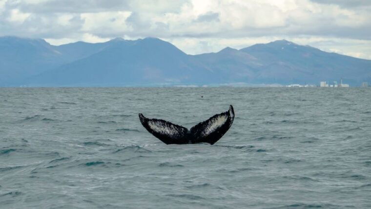reykjavik-premium-whale-watching-with-flexible-ticket