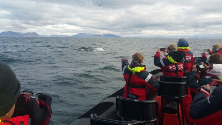 reykjavik-premium-whale-watching-with-flexible-ticket