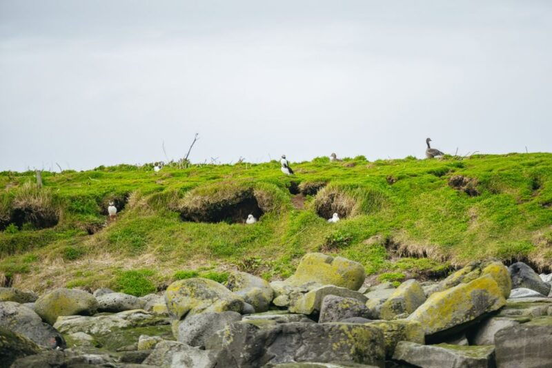 reykjavik-puffin-watching-boat-tour