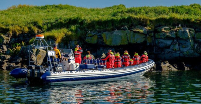 reykjavik-puffin-watching-tour-2