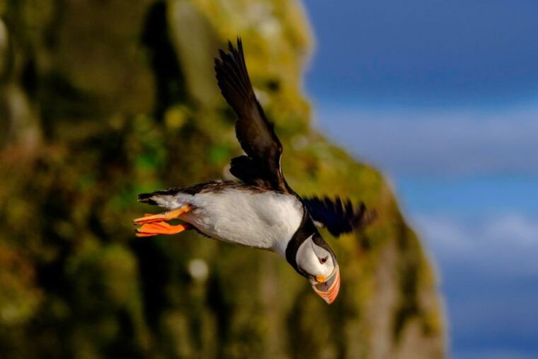reykjavik-puffin-watching-tour-2