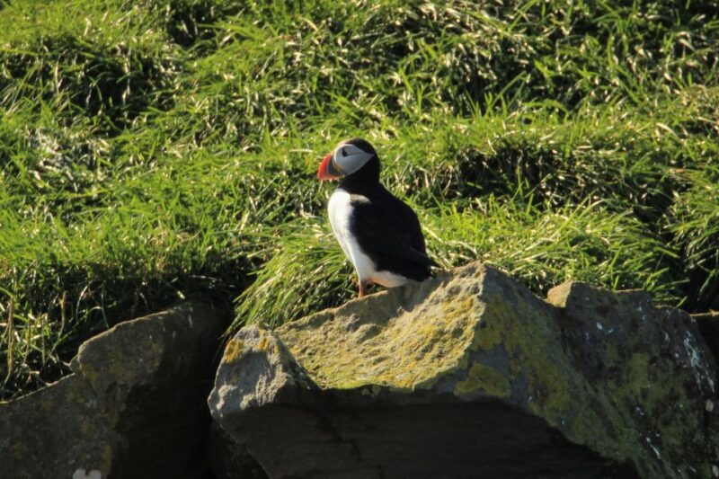reykjavik-puffin-watching-tour