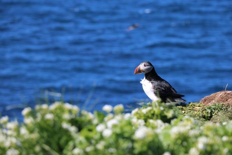 reykjavik-puffin-watching-tour