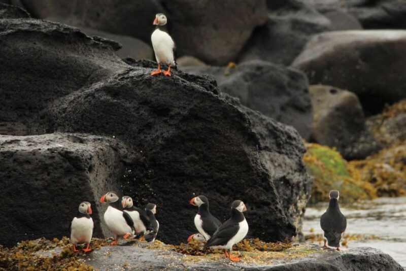 reykjavik-puffin-watching-tour