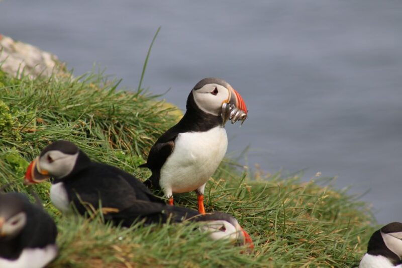 reykjavik-puffin-watching-tour