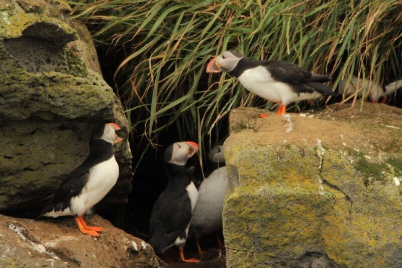 reykjavik-puffin-watching-tour