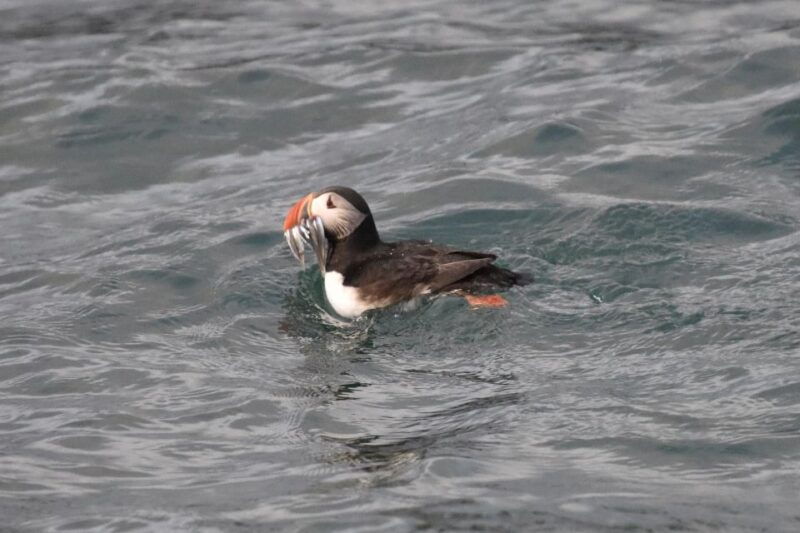 reykjavik-rib-speed-boat-puffin-watching-tour