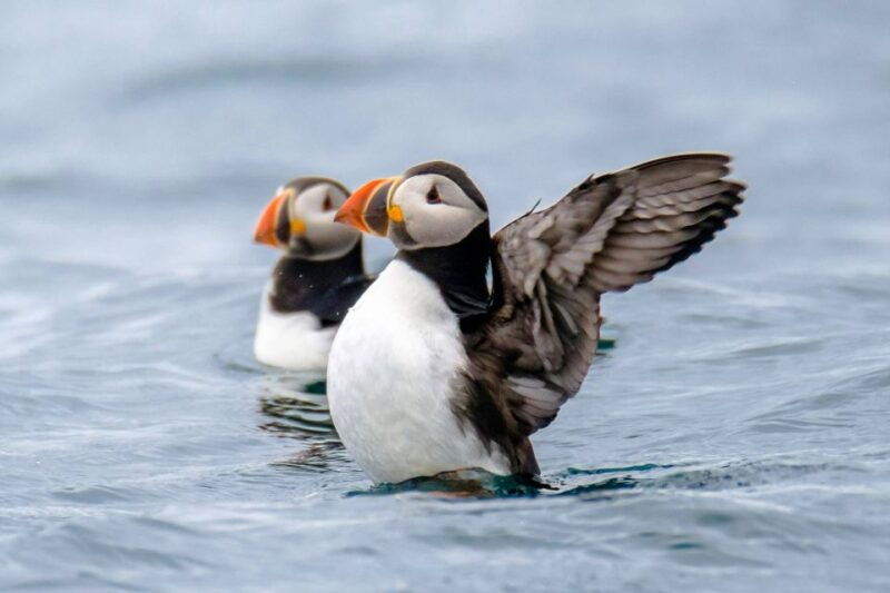 reykjavik-rib-speed-boat-puffin-watching-tour