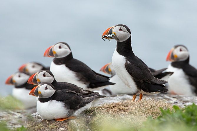 reykjavik-shore-excursion-puffin-sightseeing-cruise-2