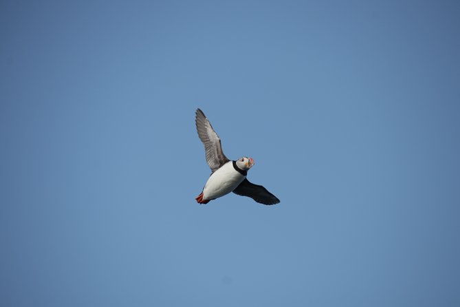 reykjavik-shore-excursion-puffin-sightseeing-cruise-2