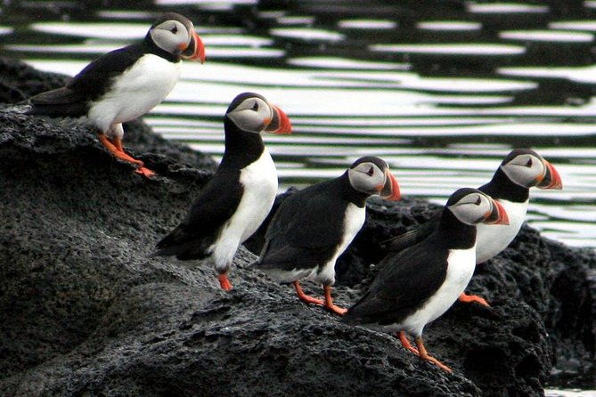 reykjavik-shore-excursion-puffin-sightseeing-cruise