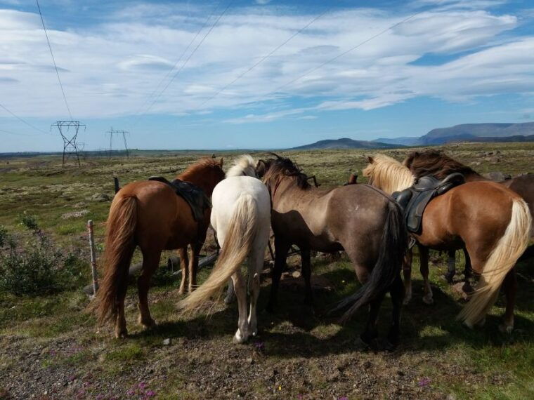 reykjavik-silfra-snorkel-tour-and-horse-ride-with-photos