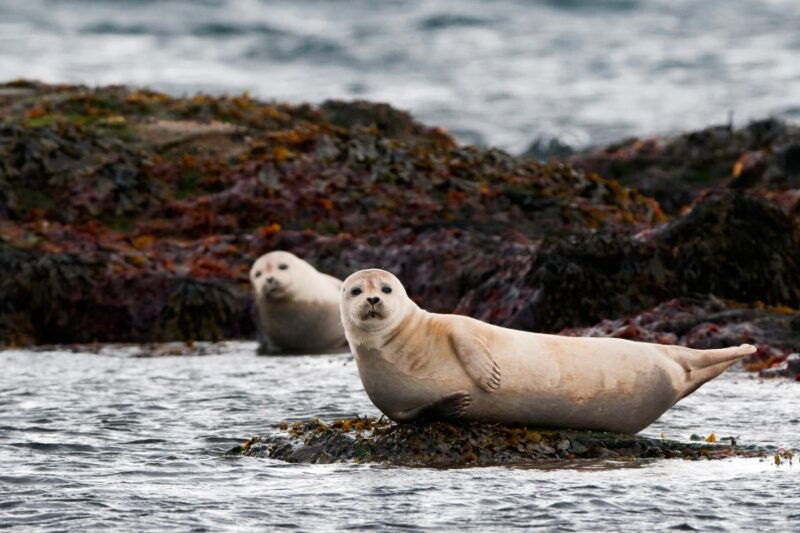 reykjavik-small-group-snaefellsnes-day-trip