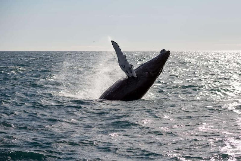 Reykjavik: Snæfellsnes Peninsula & Whale Watching Tour - Exploring Iceland’s Land: Snæfellsnes Peninsula and Its Magic