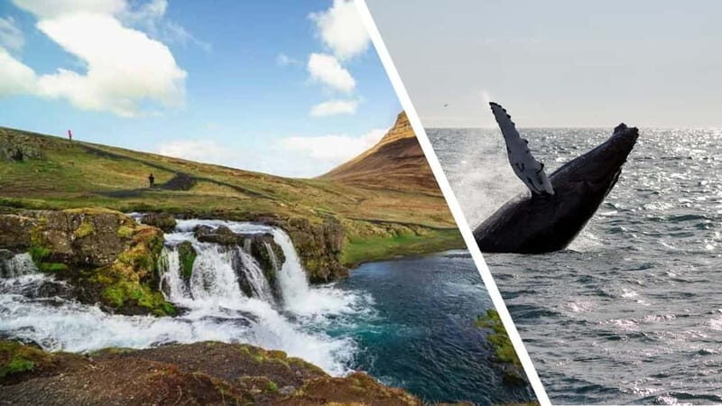 Reykjavik: Snæfellsnes Peninsula & Whale Watching Tour - Logistics & Practical Details