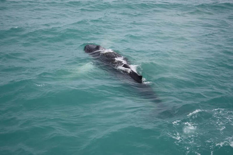Reykjavik: Snæfellsnes Peninsula & Whale Watching Tour - Authenticity & Insider Tips