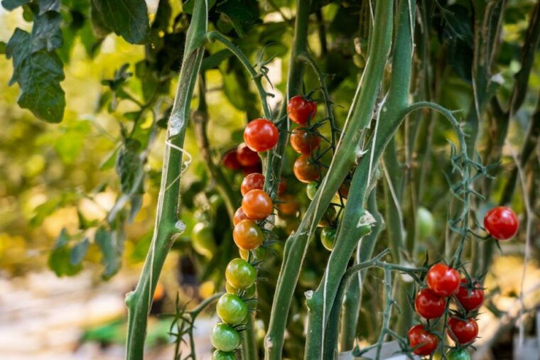 reykjavik-the-golden-circle-full-day-tour