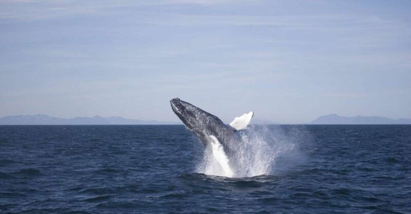 reykjavik-the-original-3-hour-whale-watching-tour