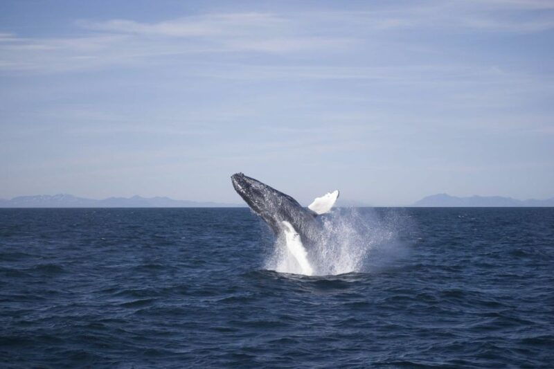 reykjavik-the-original-3-hour-whale-watching-tour