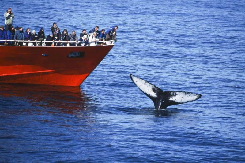reykjavik-the-original-3-hour-whale-watching-tour
