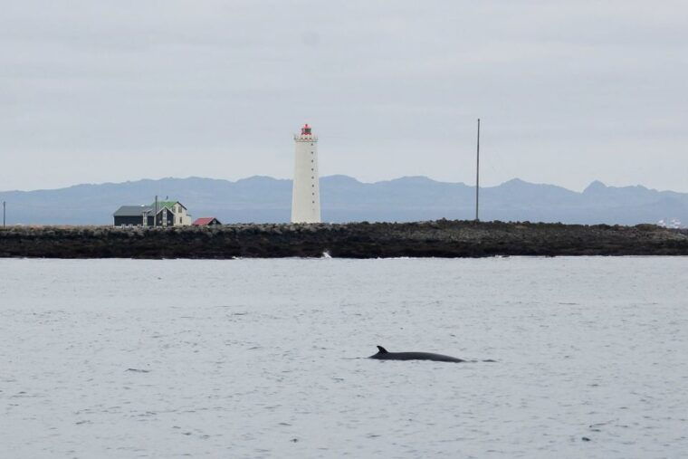 reykjavik-the-original-3-hour-whale-watching-tour
