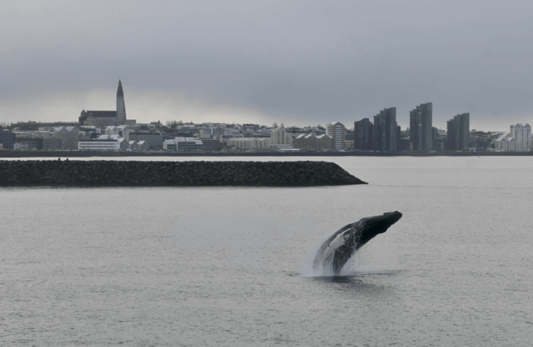 reykjavik-the-original-3-hour-whale-watching-tour