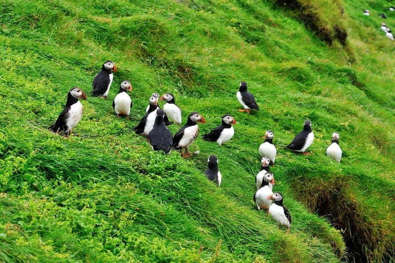 Reykjavik - Westman Islands (Bus transfer to Landeyjahöfn) - The Value of This Transfer Package