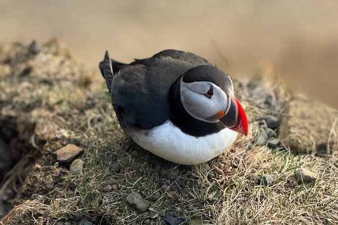 reykjavik-westman-islands-bus-transfer-to-landeyjahofn