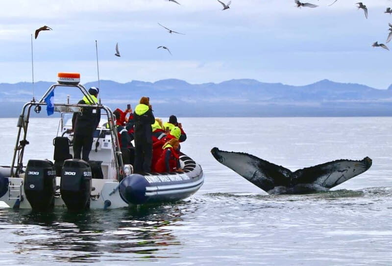 Reykjavik: Whale and Puffin Watching RIB Boat Tour - The Itinerary in Detail