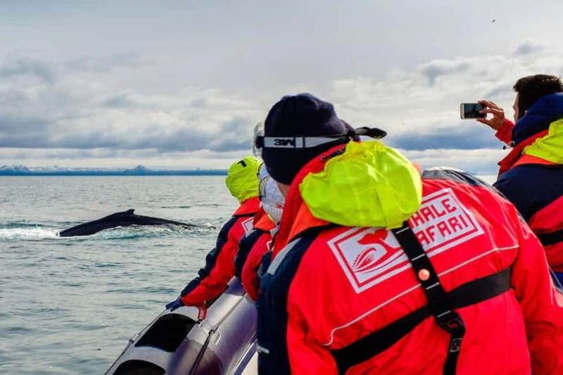 Reykjavik: Whale and Puffin Watching RIB Boat Tour - The Experience: What to Expect