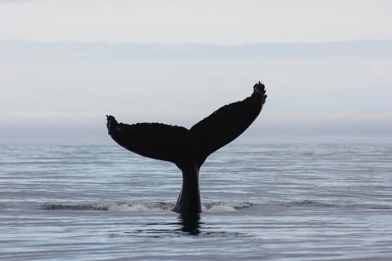 Reykjavik: Whale and Puffin Watching RIB Boat Tour - Authentic Experiences from Reviewers