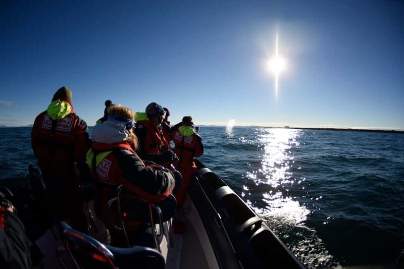 Reykjavik: Whale and Puffin Watching RIB Boat Tour - Why This Tour is Worth Considering