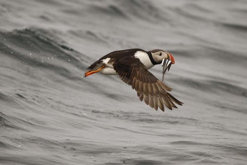 Reykjavik: Whale and Puffin Watching RIB Boat Tour - The Sum Up