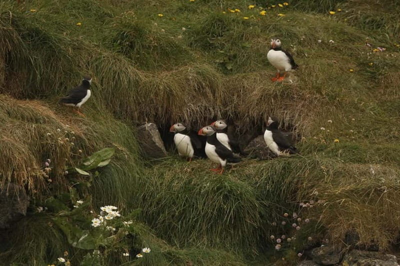 Reykjavik: Whale and Puffin Watching RIB Boat Tour - FAQ