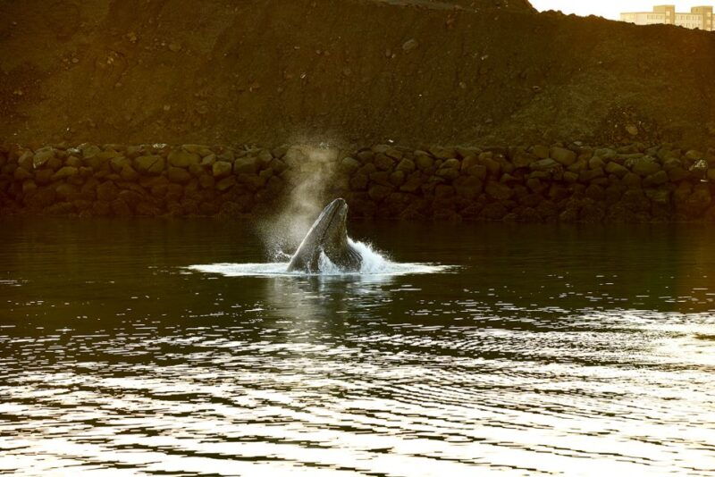 reykjavik-whale-marine-adventure-tour