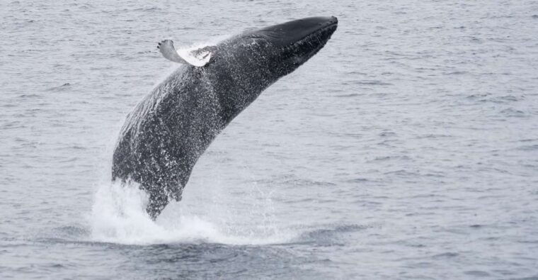 reykjavik-whale-marine-adventure-tour