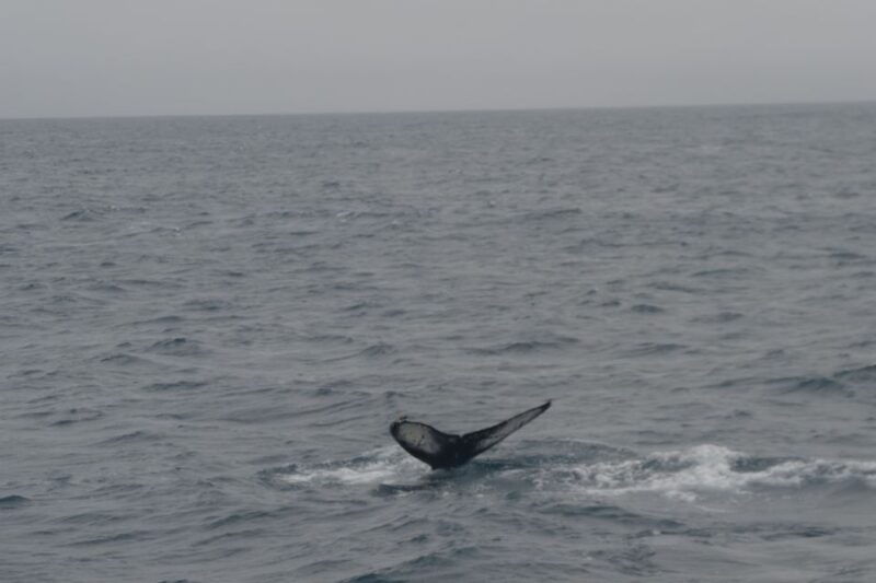 reykjavik-whale-watching-and-dolphin-watching-yacht-cruise