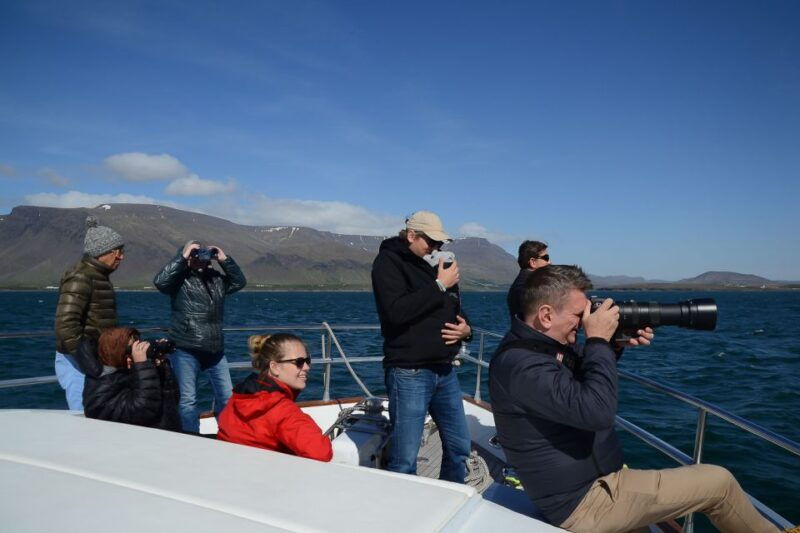 reykjavik-whale-watching-and-dolphin-watching-yacht-cruise