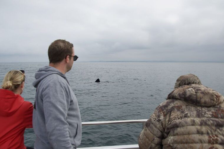 reykjavik-whale-watching-and-dolphin-watching-yacht-cruise