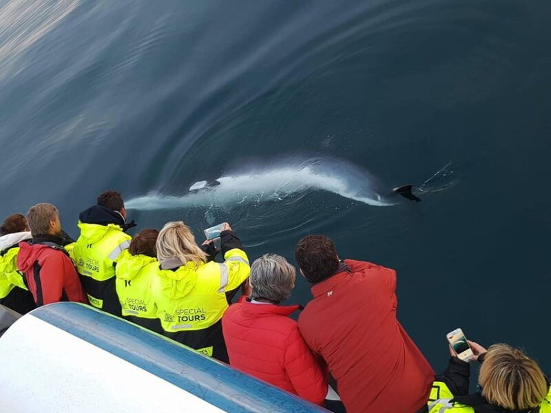 reykjavik-whale-watching-and-food-lovers-combo