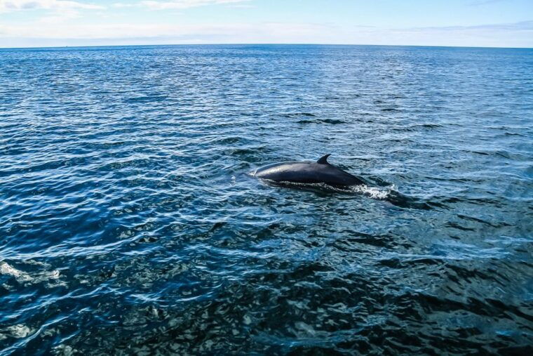reykjavik-whale-watching-and-marine-life-cruise