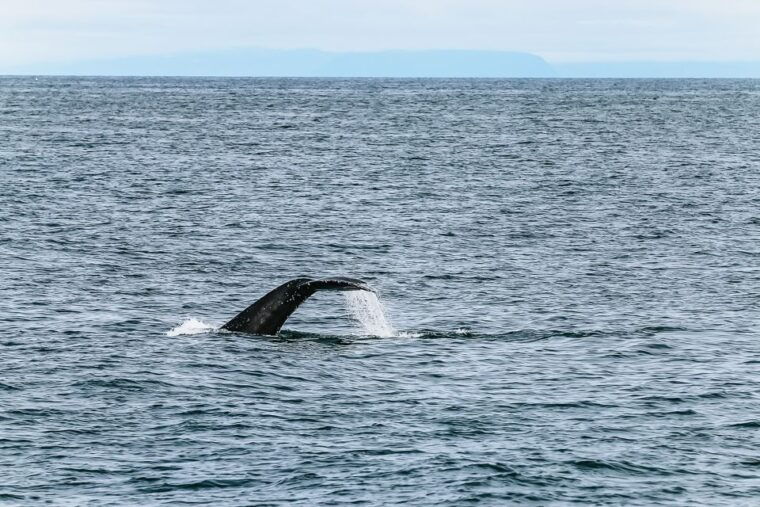 reykjavik-whale-watching-and-marine-life-cruise