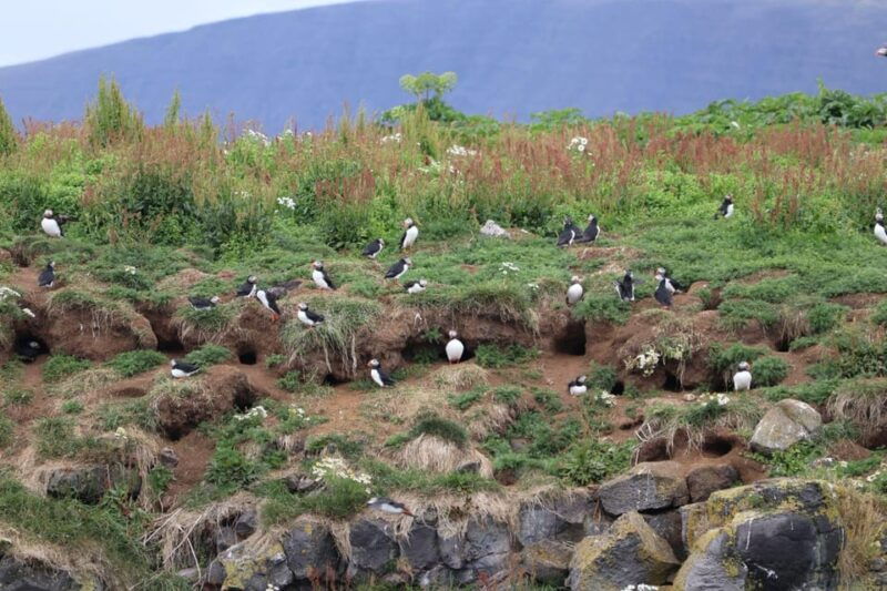 reykjavik-whale-watching-and-puffin-excursion