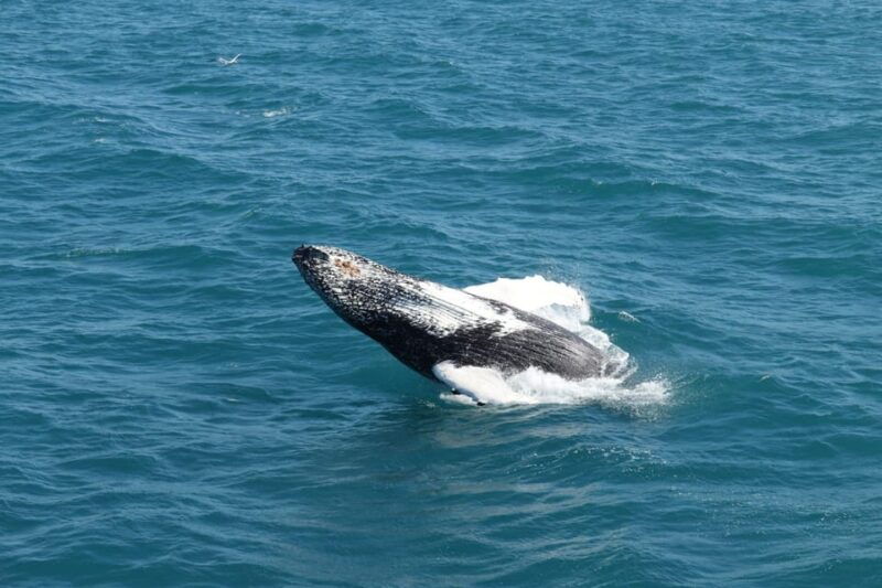 reykjavik-whale-watching-and-puffin-excursion