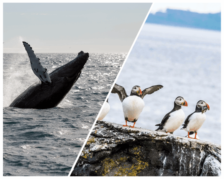 reykjavik-whale-watching-and-puffin-excursion