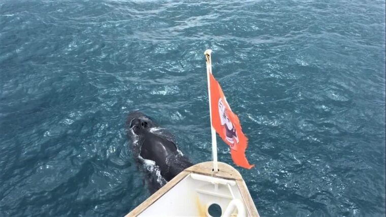 reykjavik-whale-watching-and-puffin-excursion