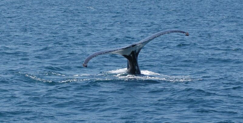 reykjavik-whale-watching-by-rib-speedboat