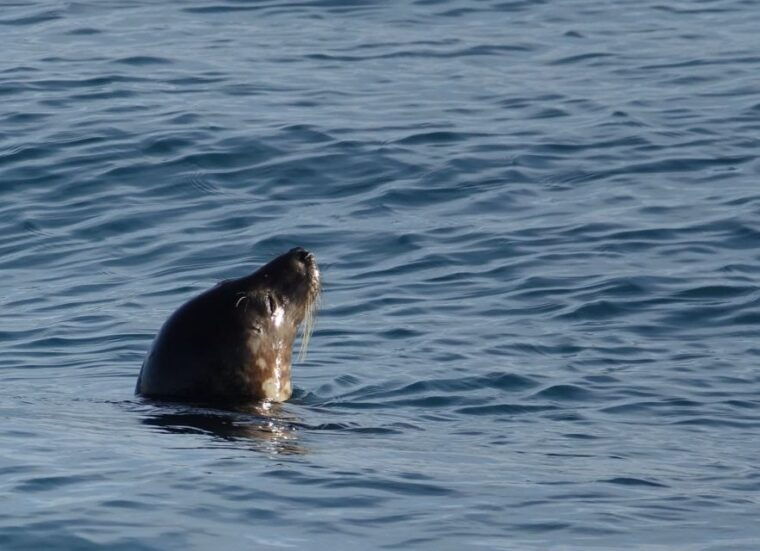 reykjavik-whale-watching-by-rib-speedboat