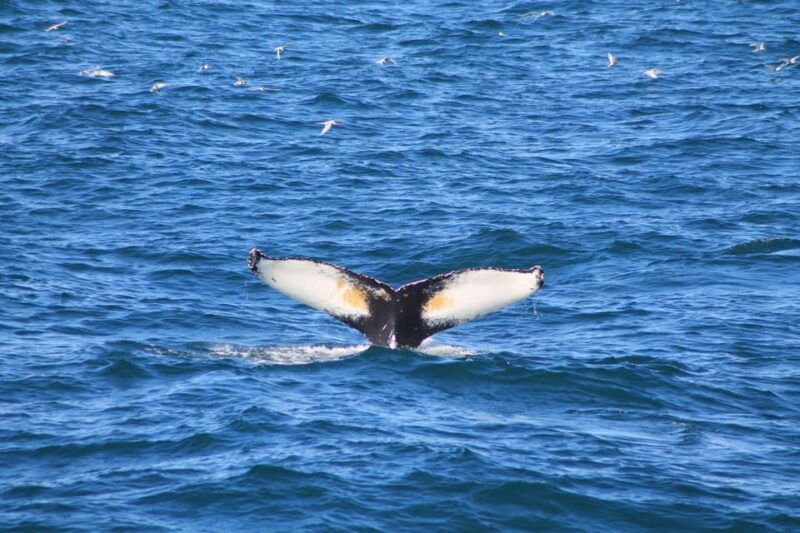 reykjavik-whale-watching-cruise-and-flyover-combo-ticket